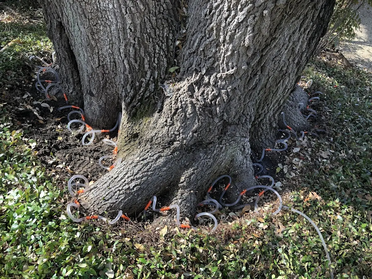 Detailed Tree Cabling and Bracing job site in Stonington
