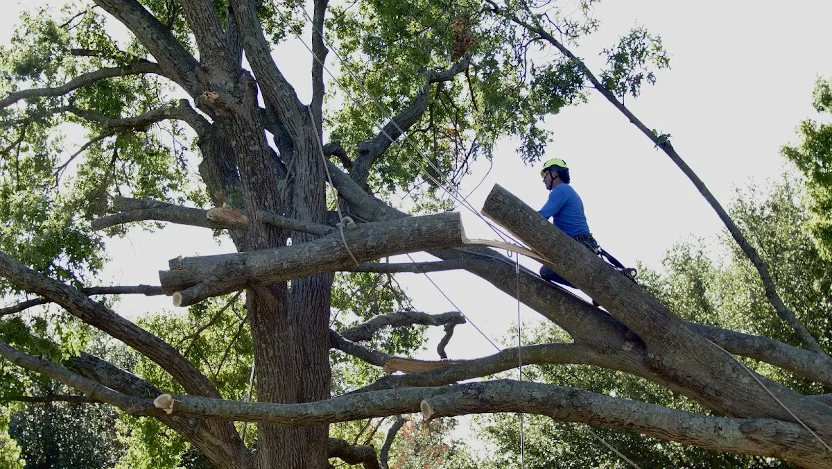 Professional Crown Thinning performed by certified arborists in Stonington